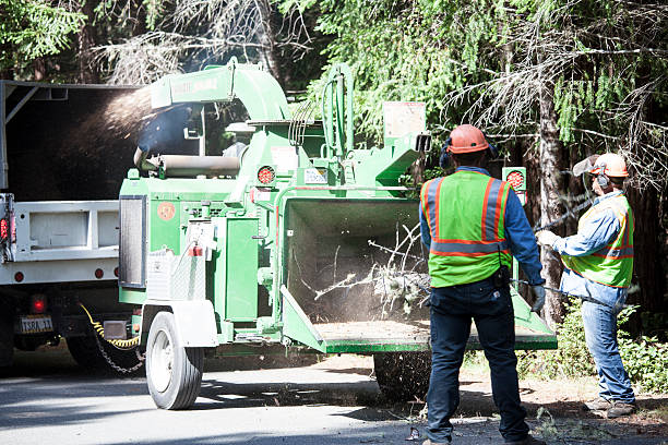 Best Stump Grinding and Removal  in Chardon, OH