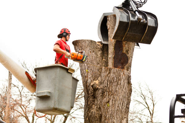 Chardon, OH Tree Care Company